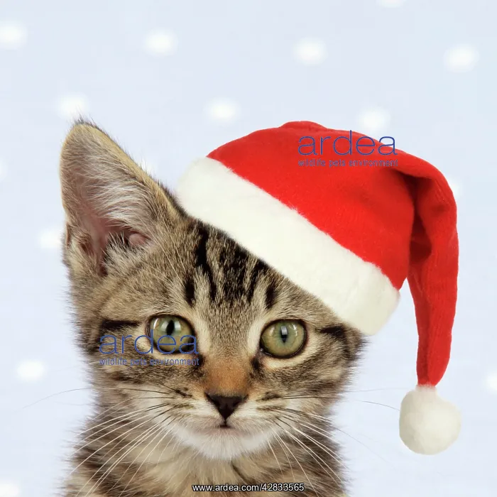 : CAT.Tabby kitten wearing a Christmas hat : CAT.Tabby kitten wearing a Christmas hat