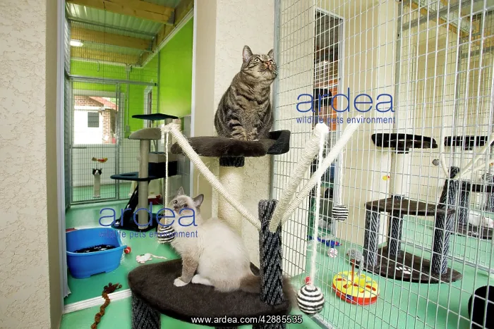 : Cattery - two cats in cattery cage with toys & bed : Cattery - two cats in cattery cage with toys & bed