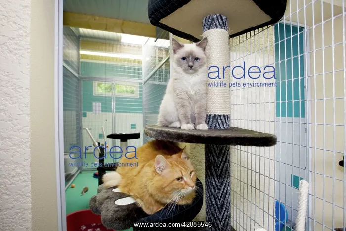 : Cattery - two cats in cattery cage with toys & bed : Cattery - two cats in cattery cage with toys & bed