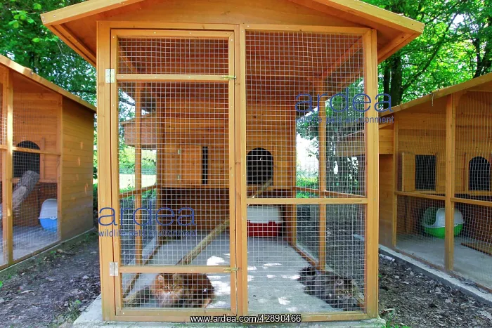  : Cattery - with Maine Coon cats