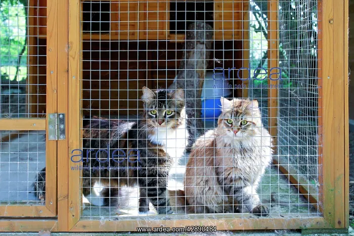  : Cattery - with Maine Coon cats