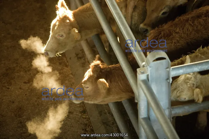  : Cattle Aveyron, France