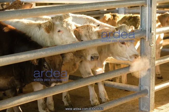  : Cattle Aveyron, France