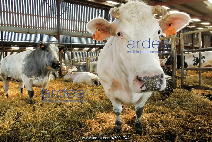  : Cattle at cattle market