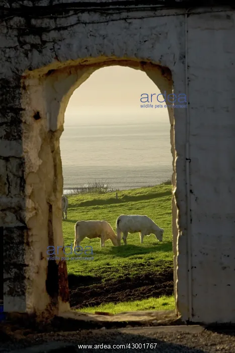  : Cattle Charolais Cows
