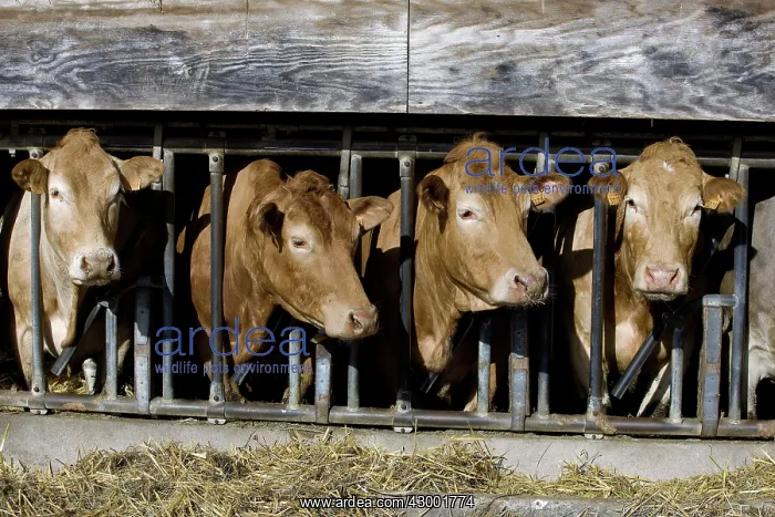  : Cattle in barn