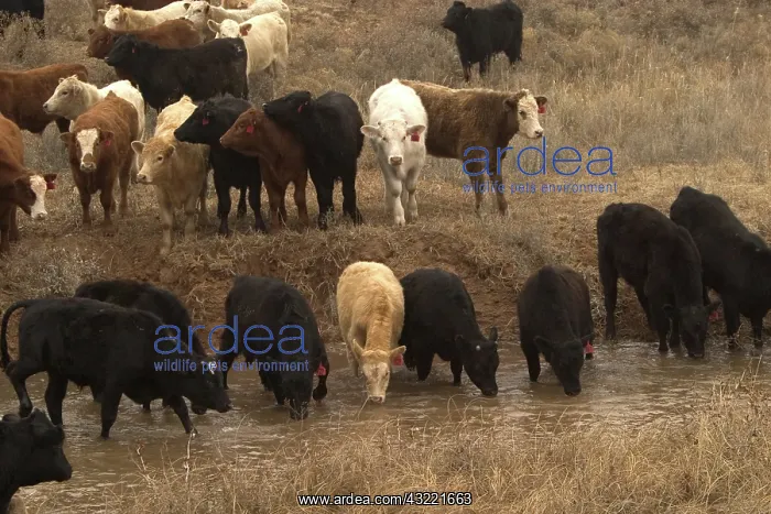 : Cattle drinking water from a stream on an open cattle range near Medicine Lodge, Kansas : Cattle drinking water from a stream on an open cattle range near Medicine Lodge, Kansas