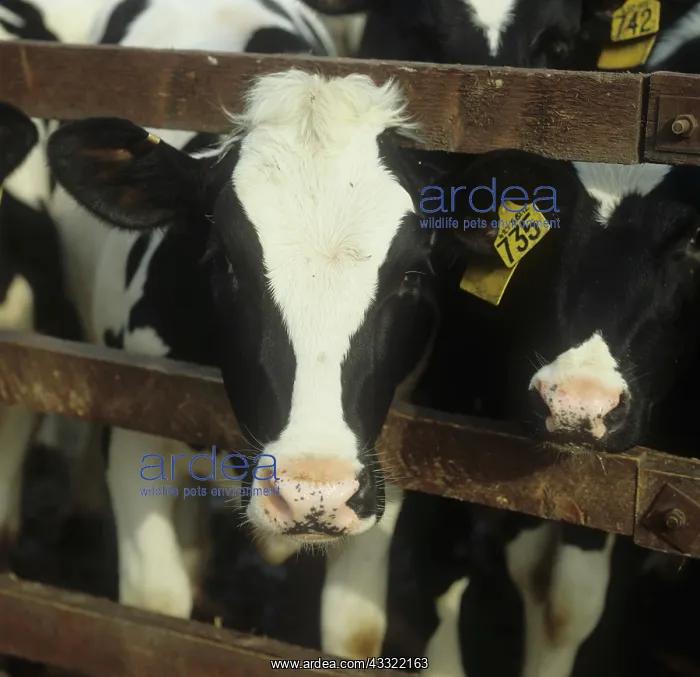: Cattle. Young Friesian heifer looking through railings in a farm yard, Hampshire : Cattle. Young Friesian heifer looking through railings in a farm yard, Hampshire