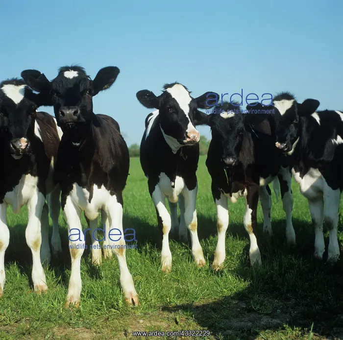 : Cattle. Inquistive Friesian calves looking at the camera : Cattle. Inquistive Friesian calves looking at the camera