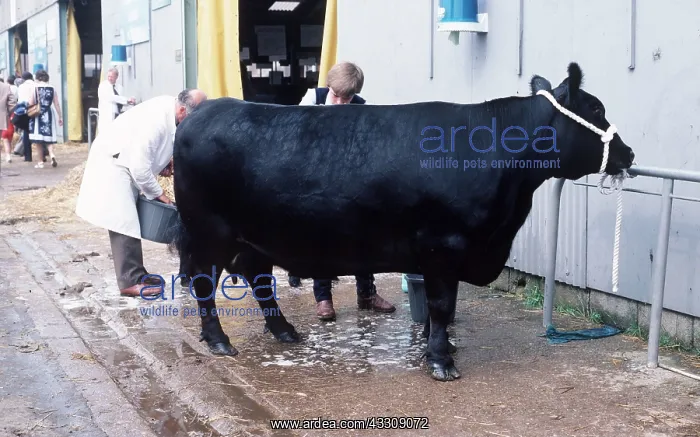 : CATTLE - Aberdeen Angus : CATTLE - Aberdeen Angus