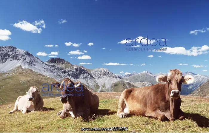 : CATTLE - ALPINE COWS IN ITALY : CATTLE - ALPINE COWS IN ITALY