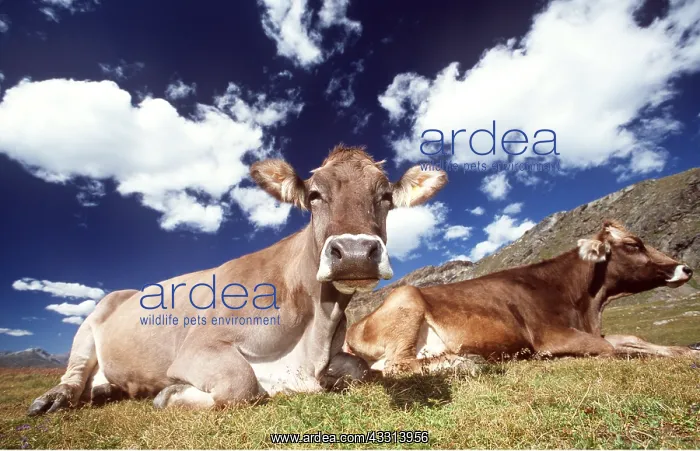: CATTLE - ALPINE COWS LYING : CATTLE - ALPINE COWS LYING