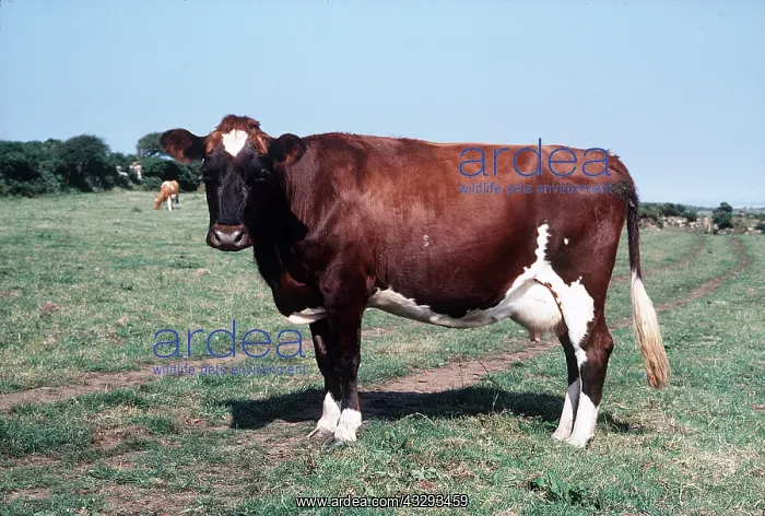 : CATTLE - AYRSHIRE COW : CATTLE - AYRSHIRE COW