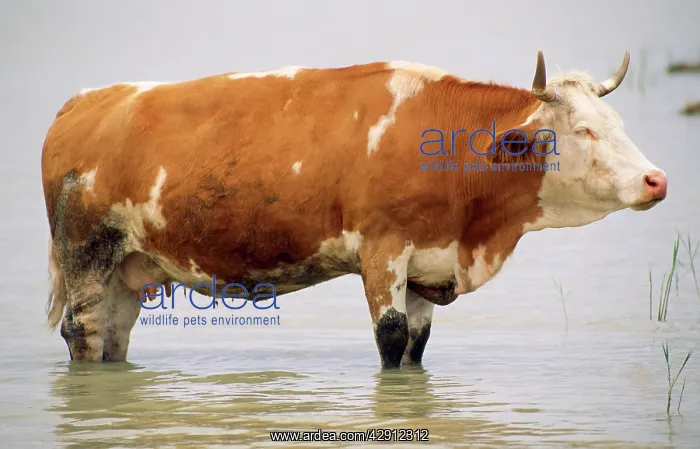 : CATTLE - Ayrshire Cow - standing in water, resting : CATTLE - Ayrshire Cow - standing in water, resting