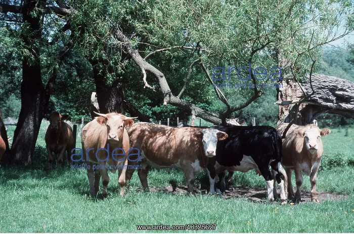 : Cattle - beef cow herd shading under trees : Cattle - beef cow herd shading under trees