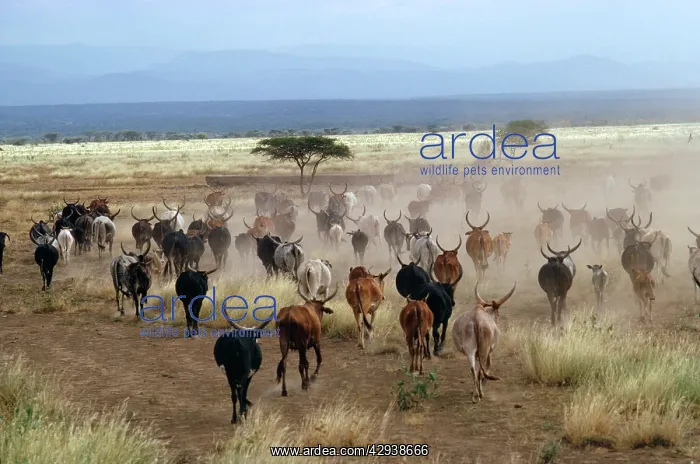 : CATTLE - belonging to Danakil People : CATTLE - belonging to Danakil People