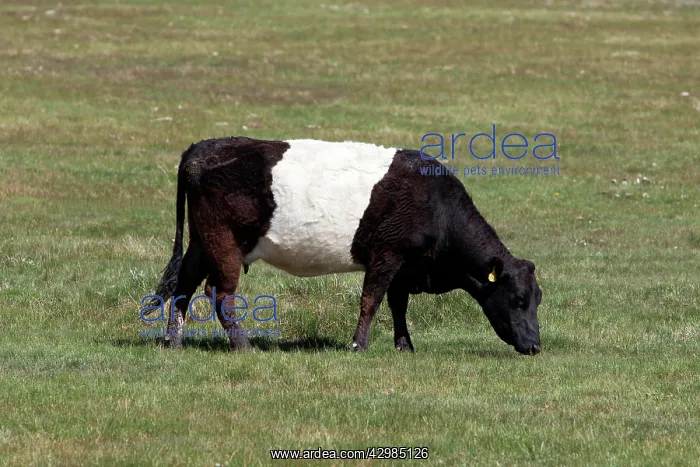 : Cattle - Belted Galloway / Dutch Belted : Cattle - Belted Galloway / Dutch Belted