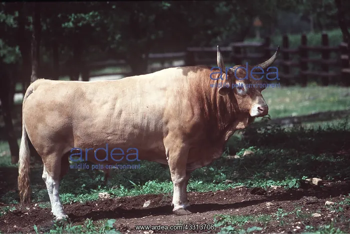 : CATTLE - Bernaise Bull : CATTLE - Bernaise Bull