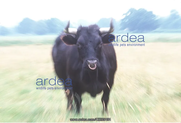 : CATTLE - BLACK DEXTER BULL, Head on : CATTLE - BLACK DEXTER BULL, Head on