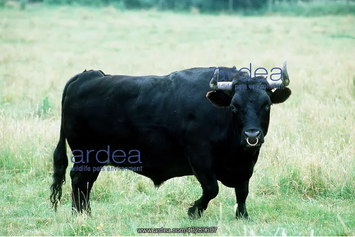 : CATTLE - BLACK DEXTER BULL, Standing in a field : CATTLE - BLACK DEXTER BULL, Standing in a field