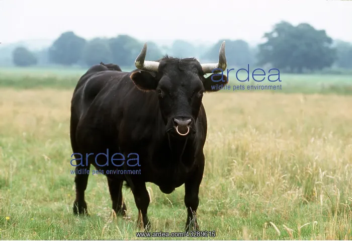 : CATTLE - BLACK DEXTER BULL, Standing in field : CATTLE - BLACK DEXTER BULL, Standing in field