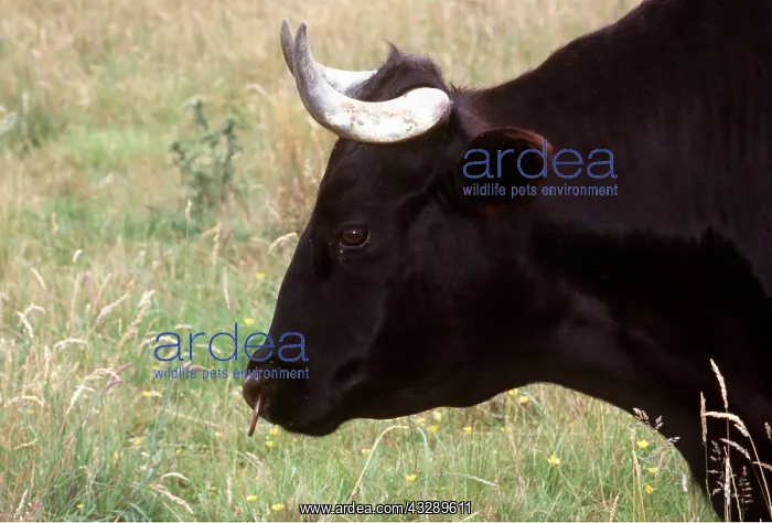 : CATTLE - BLACK DEXTER BULL, side view of head : CATTLE - BLACK DEXTER BULL, side view of head