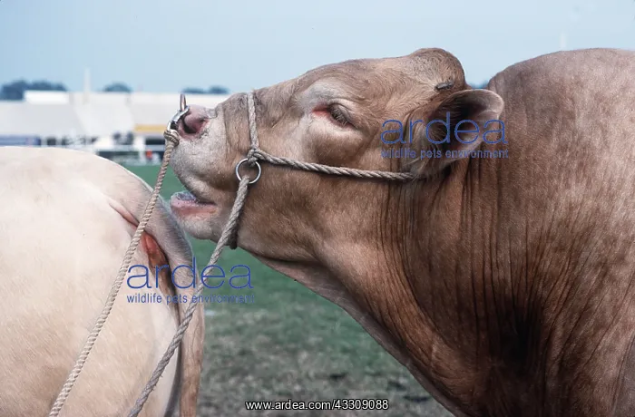  : Cattle - Blonde d'Aqiutaine Bull - With cow
