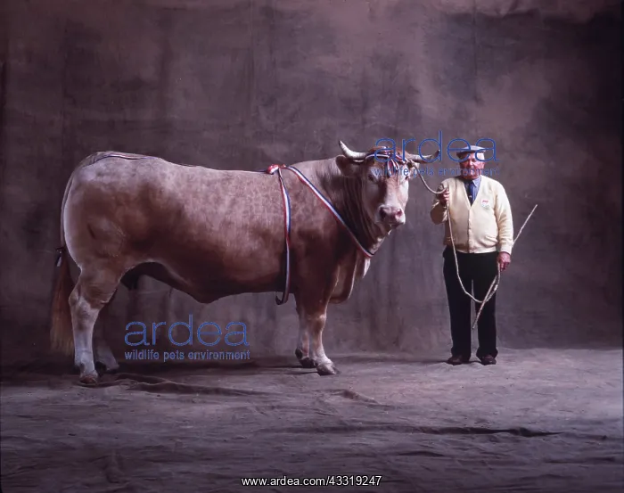 : CATTLE - Blonde D'aquitaine, Bull : CATTLE - Blonde D'aquitaine, Bull