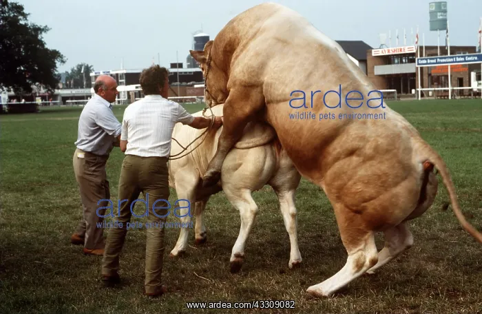 : CATTLE - Blonde d'Aquitaine BULL, trying to mate : CATTLE - Blonde d'Aquitaine BULL, trying to mate