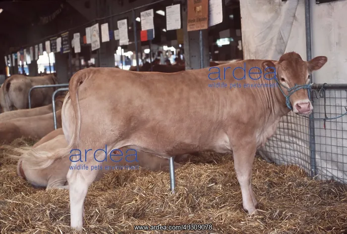 : CATTLE - Blonde D'Aquitaine cow
