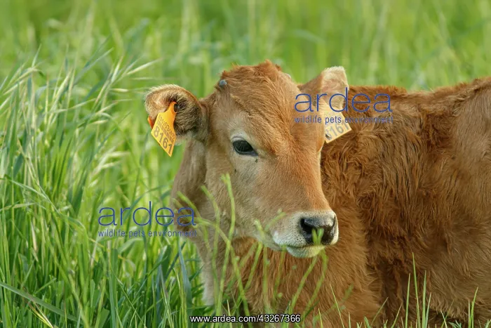 : Cattle (Bos taurus) - calf on grassland - Oviedo : Cattle (Bos taurus) - calf on grassland - Oviedo