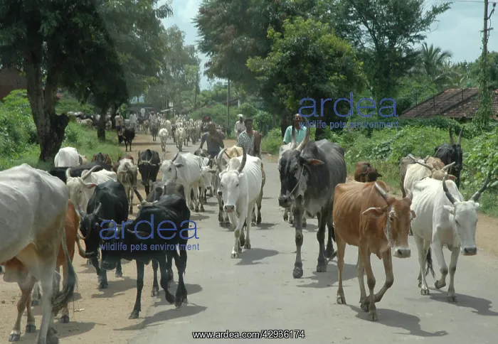 : Cattle (Brahmin, zebu) - walking from Indian village : Cattle (Brahmin, zebu) - walking from Indian village