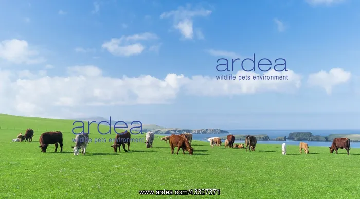 : Cattle breeding, Shetland Islands, Scotland : Cattle breeding, Shetland Islands, Scotland