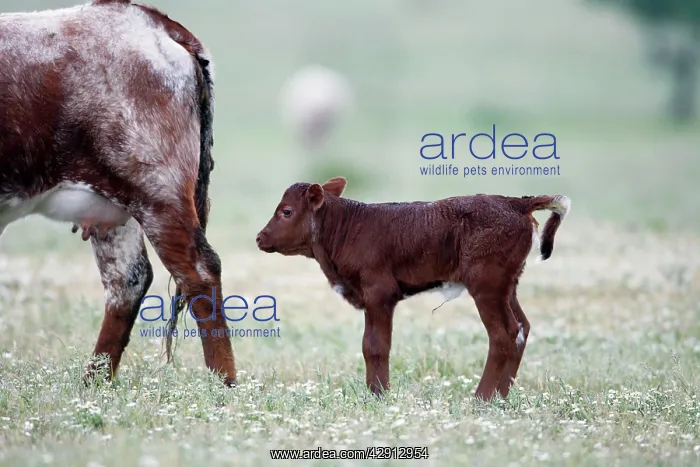 : Cattle - bull calf for beef breeding : Cattle - bull calf for beef breeding