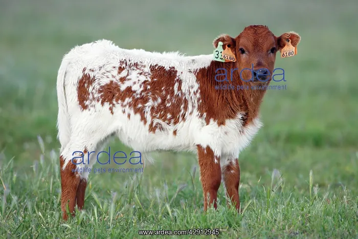 : Cattle - bull calf with ear tags, beef cattle breed : Cattle - bull calf with ear tags, beef cattle breed