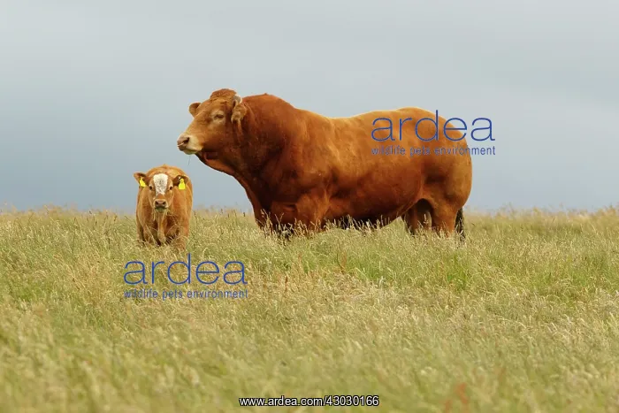 : Cattle bull and calf grazing Scotland, United Kingdom : Cattle bull and calf grazing Scotland, United Kingdom