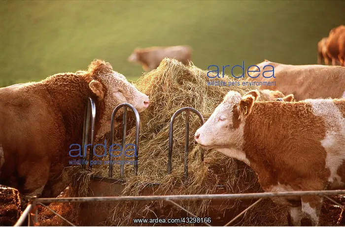 : CATTLE - Bull & cow by hay feeder : CATTLE - Bull & cow by hay feeder