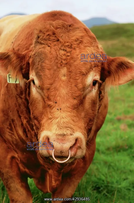 : CATTLE - BULL wearing nose ring : CATTLE - BULL wearing nose ring