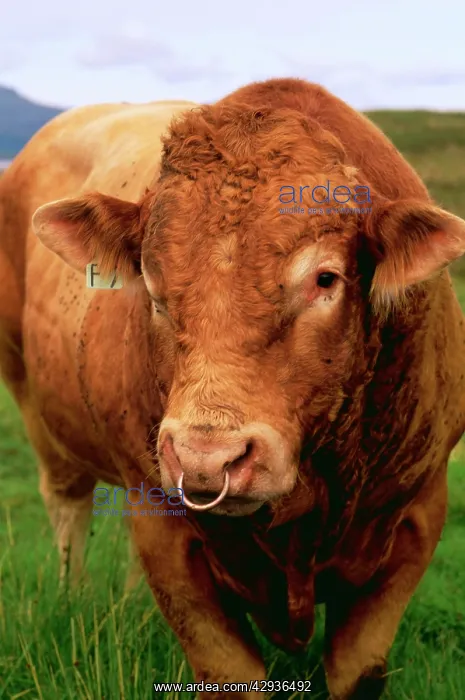  : CATTLE - BULL wearing nose ring