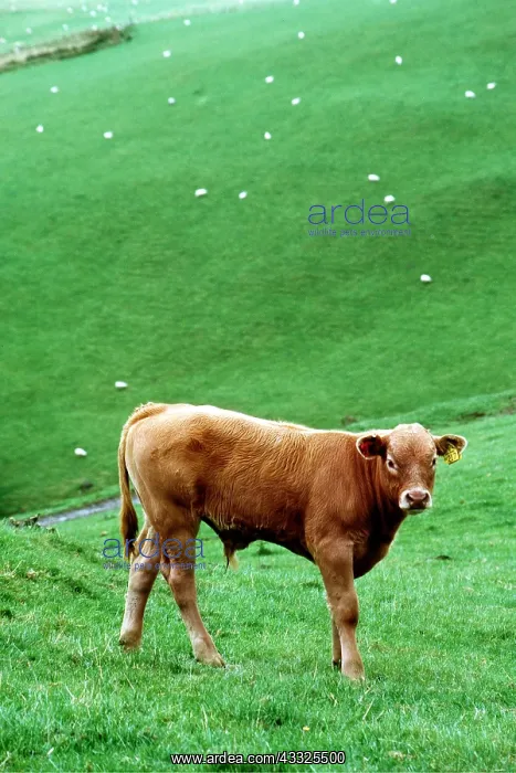 : CATTLE - BULLOCK : CATTLE - BULLOCK