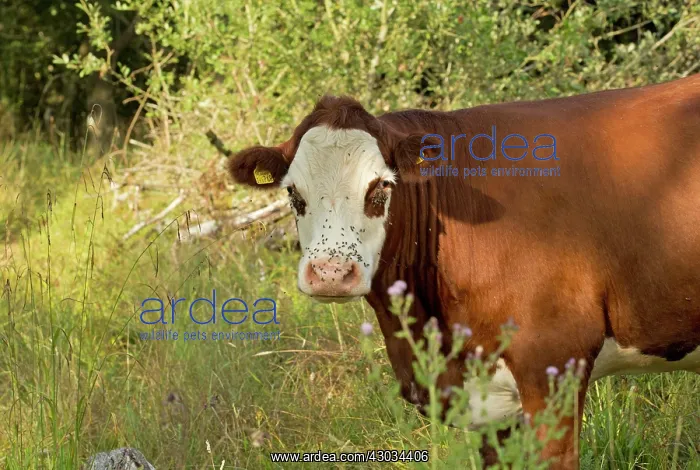 : Cattle Bullock covered with flies grazing Powerstock : Cattle Bullock covered with flies grazing Powerstock