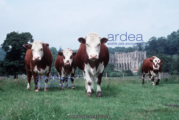 : CATTLE - BULLOCKS : CATTLE - BULLOCKS