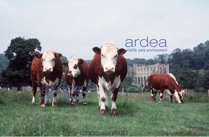 : Cattle - Bullocks : Cattle - Bullocks