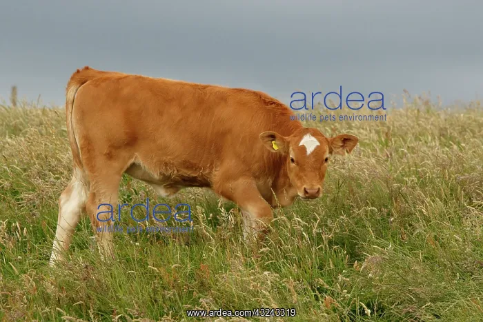 : Cattle calf grazing Scotland, United Kingdom : Cattle calf grazing Scotland, United Kingdom