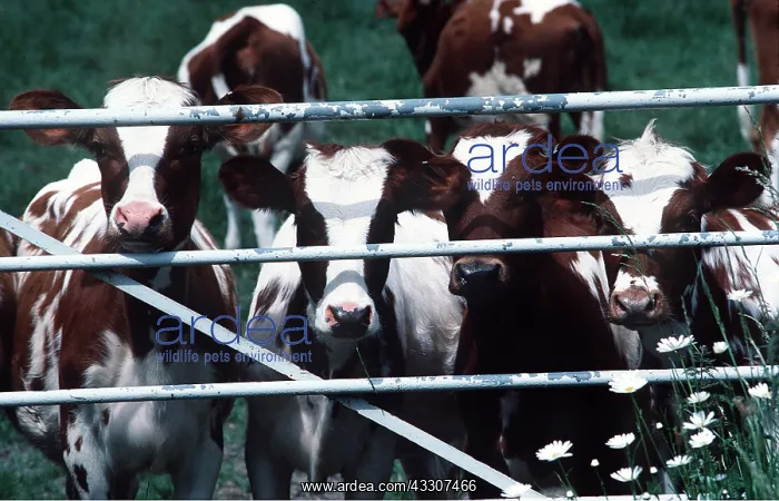 : CATTLE - calves at farm gate : CATTLE - calves at farm gate