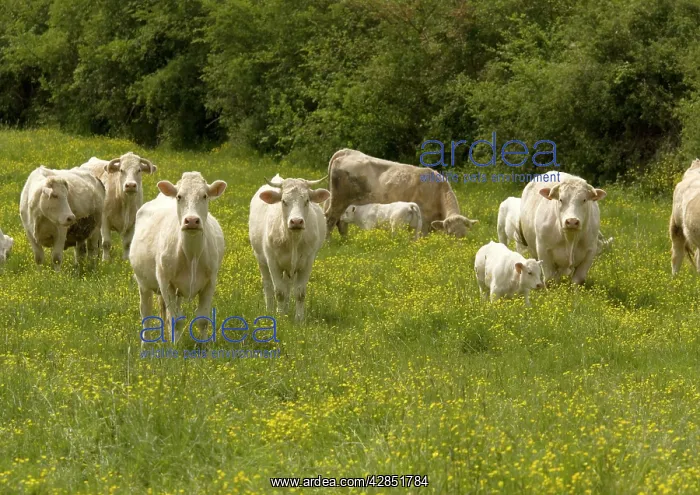 : Cattle with calves in lush flowery pasture with buttercups : Cattle with calves in lush flowery pasture with buttercups