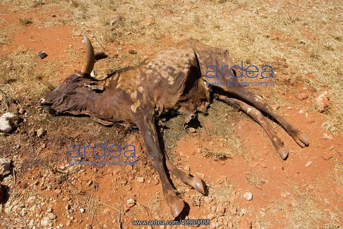 : Cattle - Carcass of dead cow in drought region near Voi : Cattle - Carcass of dead cow in drought region near Voi