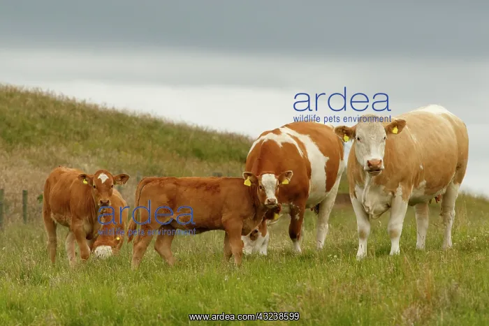 : Cattle cattle grazing Scotland, United Kingdom : Cattle cattle grazing Scotland, United Kingdom