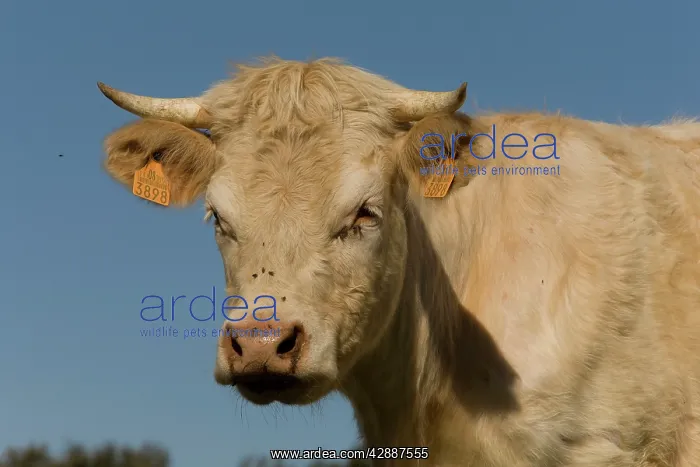  : Cattle - Charolais