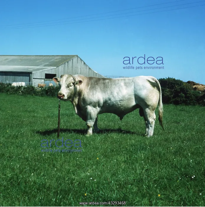 : Cattle - Charolais Bull : Cattle - Charolais Bull